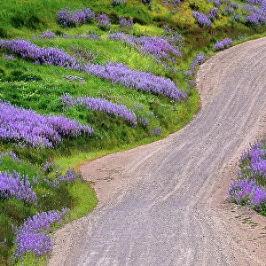 Bald Hills Road through lupine flowers, California Date: 02-06-2009