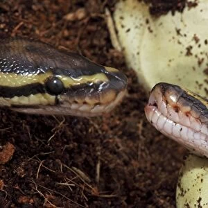 Ball Python (Python regius) - Captive hatching from egg - Native to Africa