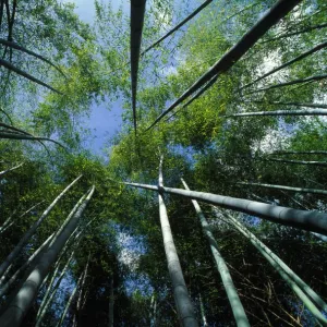 Bamboo Forest - from below