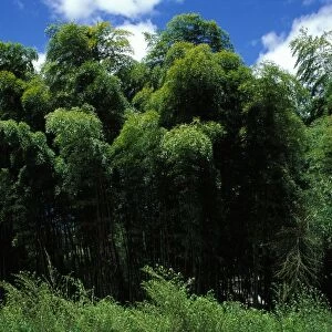 Bamboo Forest - “La Bambouseraie”. Anduze, France
