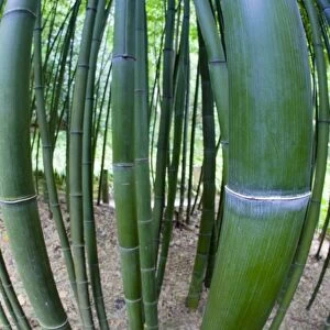 Bamboo stems - Trebah Garden - Cornwall