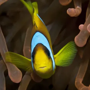 Two Banded Anemonefish / Red Sea Clownfish - Red Sea Two Banded Anemonefish / Red Sea Clownfish - Red Sea