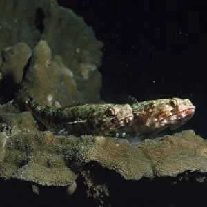 Banded / Dragon Goby Indo Pacific