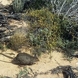 Banded hare-Wallaby - Tagged - Dirk Hartog Island, Shark Bay, Western Australia, Bernier and Dorre Islands in Shark Bay, Western Australia JPF00942