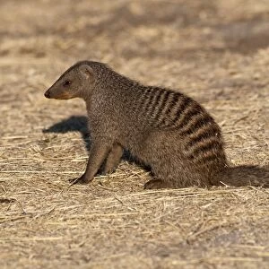 Banded Mongoose - sitting down - Namibia