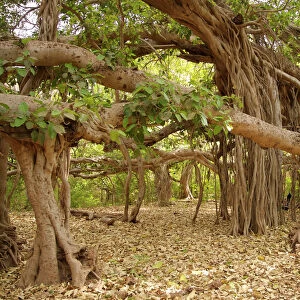 Banyan tree - One of India's largest banyan trees. Next to Jogi Mahal rest house in Ranthambhore National Park. (maybe 800 years old)