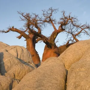 Baobab - In the early morning at the isolated Kubu Island, a mysterious rock island at the western edge of Sowa Pan, a salt pan which is part of the vast Makgadikgadi Pans, Botswana Baobab - In the early morning at the isolated Kubu Island, a mysterious rock island at the western edge of Sowa Pan, a salt pan which is part of the vast Makgadikgadi Pans, Botswana