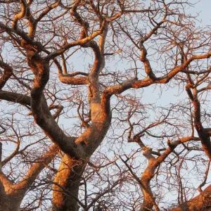 Baobab Tree - a common tree in northern Namibia - in the last light of the evening - Omusati region - Namibia