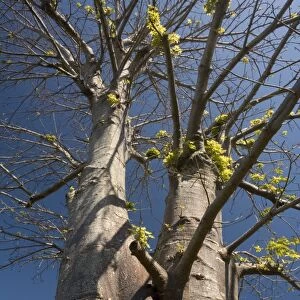 Baobab tree, in cultivation. Africa