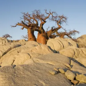 Baobab Tree- In the early morning at the isolated Kubu Island, a mysterious rock island at the western edge of Sowa Pan, a salt pan which is part of the vast Makgadikgadi Pans, Botswana Baobab Tree- In the early morning at the isolated Kubu Island, a mysterious rock island at the western edge of Sowa Pan, a salt pan which is part of the vast Makgadikgadi Pans, Botswana