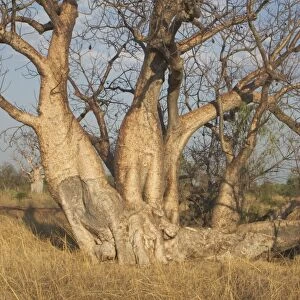Baobab Tree with multiple trunks - Known as Boab Tree in Australia where it is the only species. Named after the explorer A. C. Gregory. All leaves are shed in the dry season. The large white flowers occur in the wet season