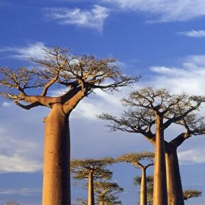 Baobab Trees - at sunset Madagascar