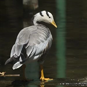 Bar-headed Goose - Standing at waters edge A widespread winter visitor in India on large rivers and inland lakes