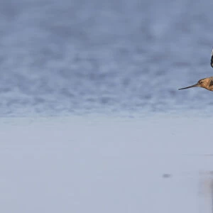 Bar-tailed Godwit male flight 02