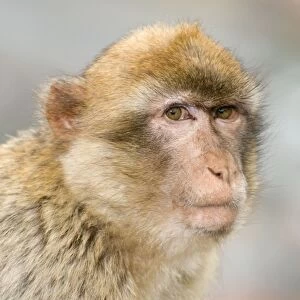 Barbary Macaque / Ape - Gibraltar - Europe