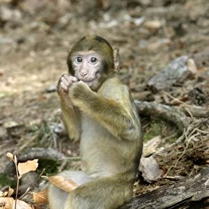 Barbary macaque / ape or rock ape - young. Monkey Mountain, Alsace. France. Distribution: Algeria, Morocco, Tunisia and Gibraltar