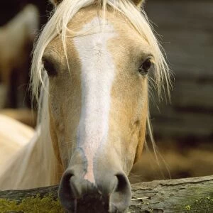 Barbe Arabian Horse - head shot, palamino colouring