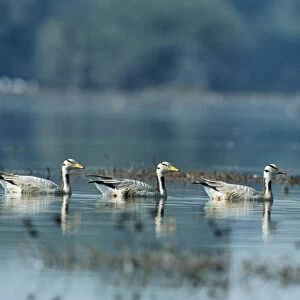 Barheaded Geese - x4 on water in line. Keoladeo National Park, India