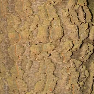 Bark of Monkey Puzzle tree - Worcestershire UK Bark of Monkey Puzzle tree - Worcestershire UK