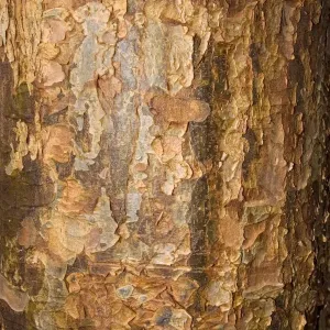 Bark of Paperback maple Acer griseum Worcetsershire UK Bark of Paperback maple Acer griseum Worcetsershire UK