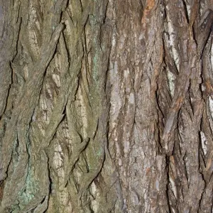 Bark of Sweet chestnut - Worcestershire UK Bark of Sweet chestnut - Worcestershire UK