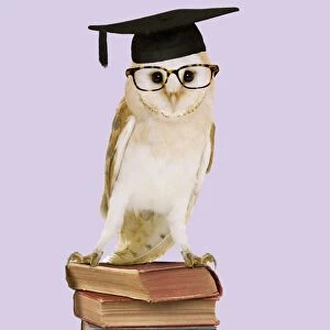 Barn Owl - with books - wearing glasses & mortar board Digital Manipulation: Books (JD) Glasses (Su) mortar board (ABM)