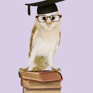 Barn Owl - with books - wearing glasses & mortar board Digital Manipulation: Books (JD) Glasses (Su) mortar board (ABM) Barn Owl - with books - wearing glasses & mortar board Digital Manipulation: Books (JD) Glasses (Su) mortar board (ABM)