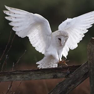 Barn Owl - in flight about to land on fence