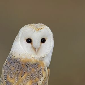Barn Owl - portrait - August - Staffordshire - England