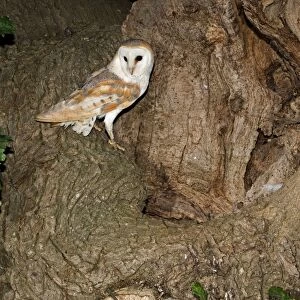 Barn Owl - standing beside nest hole in oak tree, Norfolk, U. K. Norfolk U. k