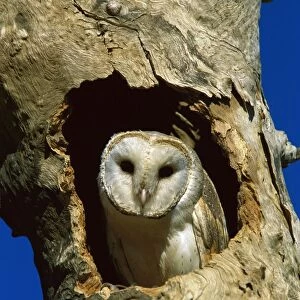 Barn Owl - in tree hollow, western New South Wales, Australia, Worldwide JPF52453