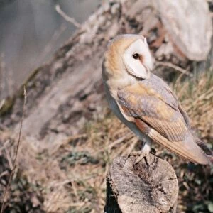 Barn Owl - on tree stump, with head turned 180 degrees