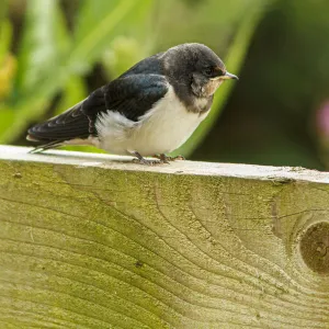 Barn Swallow ~ perched on a fence ~ England, UK