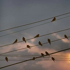 Barn Swallow - on wire by sunset