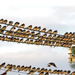 Barn Swallows - massing on electricity cables prior to migrating - Grahamstown - Eastern Cape - South Africa