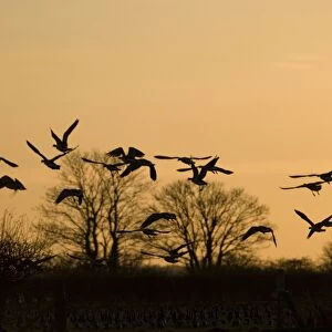 Barnacle Geese - In flight at sunset - Caelaverock Scotland