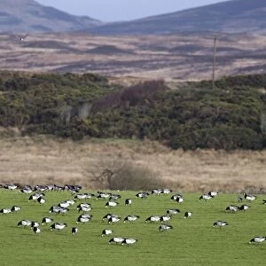 Barnacle Geese - Grazing - Islay Scotland