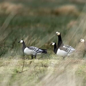 Barnacle Geese - Islay Scotland