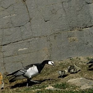 Barnacle Geese - pair & chicks - Greenland