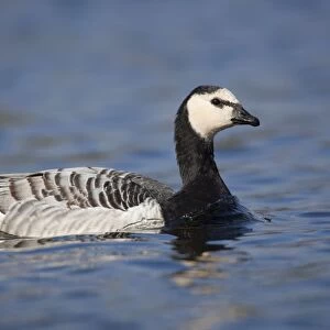 Barnacle Goose - Par - Cornwall - UK