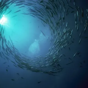 Barracuda