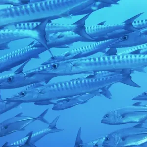 Barracuda Barracuda