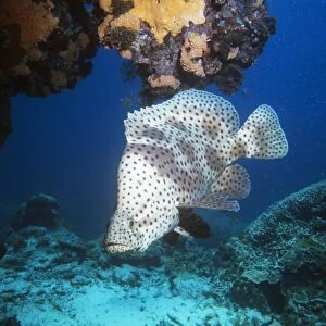 Barramundi Cod / Humpback grouper / Panther grouper & Polka-dot Grouper Great Barrier Reef