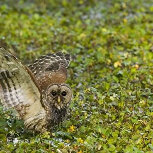 Barred Owl - On ground with wings open _TPL4787