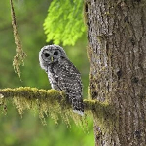 Barred Owl - owlet (only recently fledged) - in Olympic National Park Rain Forest - WA -USA - Summer _C3B4409