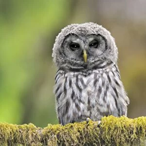 Barred Owl - owlet (only recently fledged) - in Olympic National Park Rain Forest - WA -USA - Summer _C3B4474