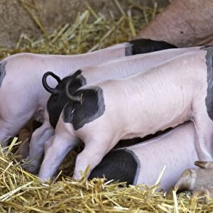 Basque Pig- f7 day old piglets suckling. France