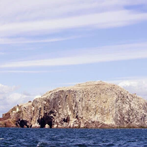 Bass Rock with Northern Gannets In flight around the rock. Scotland