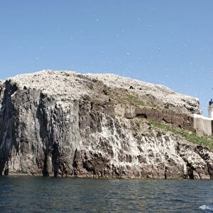 Bass Rock- a volcanic plug, a major historic seabird nesting site. Firth of Forth, Scotland. 20, 000 gannets nest here, many wheeling overhead in the picture