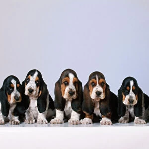 Basset Hound Dog Puppies x6